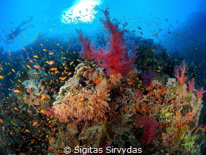 Red sea soft corals by Sigitas Sirvydas 